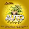 Auto Flower Riddim (2021)